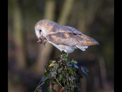 Phil Barker-barn owl and mouse-First.jpg